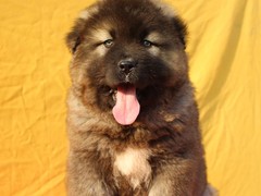 温州波尔多犬