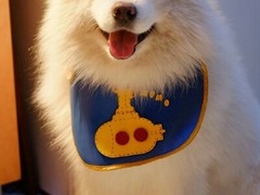 風(fēng)凌犬業(yè)
