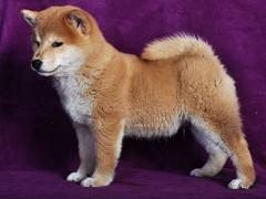 保定西藏猎犬