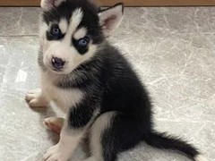 安安犬舍