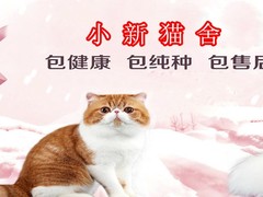 小新猫舍