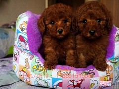广东退伍兵犬舍