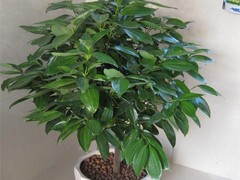 郑州节日礼品团购批发