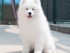 三亚西施犬