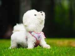 赣州训犬基地