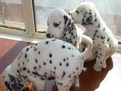 盛诚犬业