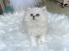 杭州蓝白多少钱