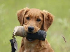 无锡孙亮星狗连锁品牌训犬基地
