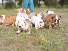 广东退伍兵犬舍