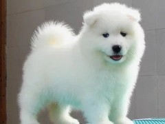 宠物山庄