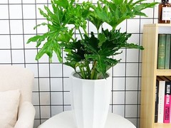 天津绿红园花卉