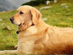 徐州爱尔兰雪达犬
