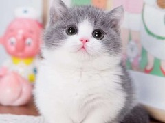 小许宠物