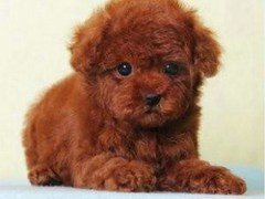 长沙喜喜犬舍