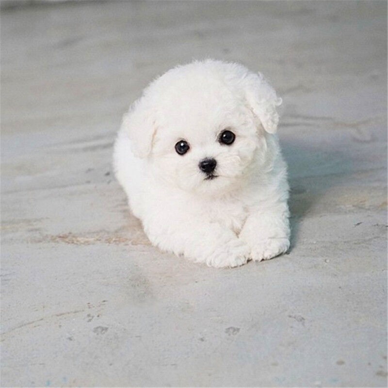 犬舍繁殖基地