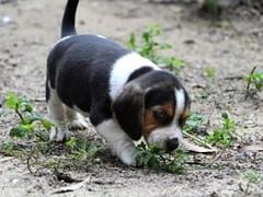 绵阳比格猎犬