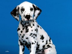 绵阳比格猎犬