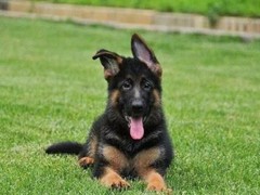 豆豆犬舍