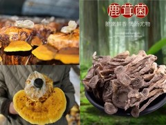 人工种植鹿茸菌价格