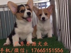 广东退伍兵犬舍