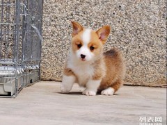 信达犬业