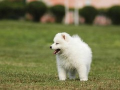 广东嘉尔犬舍