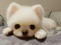 乌鲁木齐贝灵顿梗