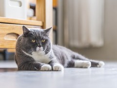 嘉美猫舍