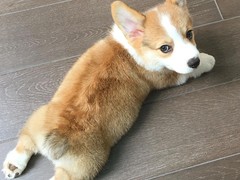 珠海普罗特猎犬