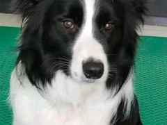嘉兴训犬学校