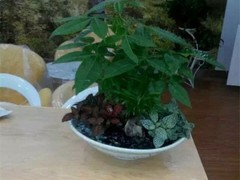 北塘园林设计