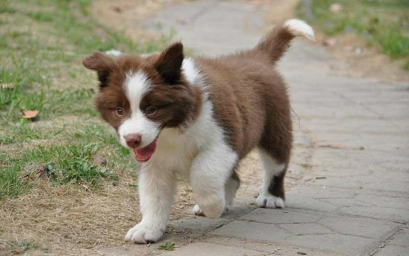 犬舍繁殖基地