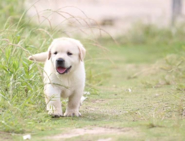 犬舍繁殖基地