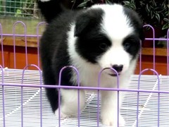 益帆边境犬舍