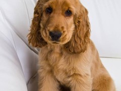南昌德国宾莎犬