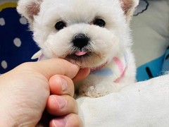 高端萌宠