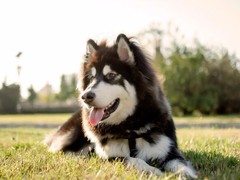 豆豆犬舍
