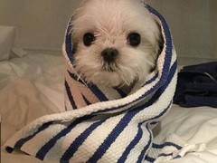廊坊硬毛指示格里芬犬
