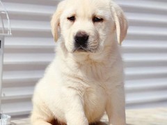 盛诚犬业
