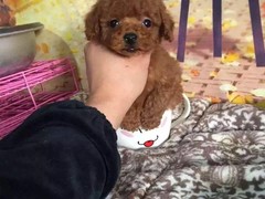 嘉兴卷毛比雄犬