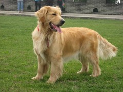 乌鲁木齐巴仙吉犬