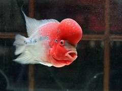 北京鱼缸维护