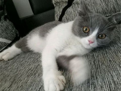 小许宠物