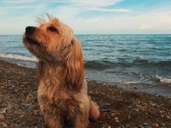 台州波兰德斯布比野犬