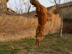 宏大犬业
