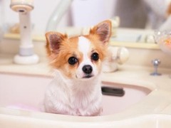 钦州附近犬舍