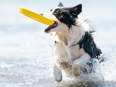 郑州训犬基地