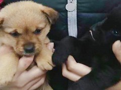 上海青浦区宠物小动物流浪狗流浪猫救助领养收容收养中心站