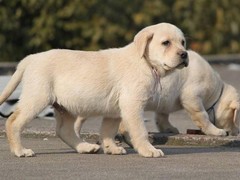 大连巴吉度犬