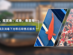 郑州观赏鱼批发销售